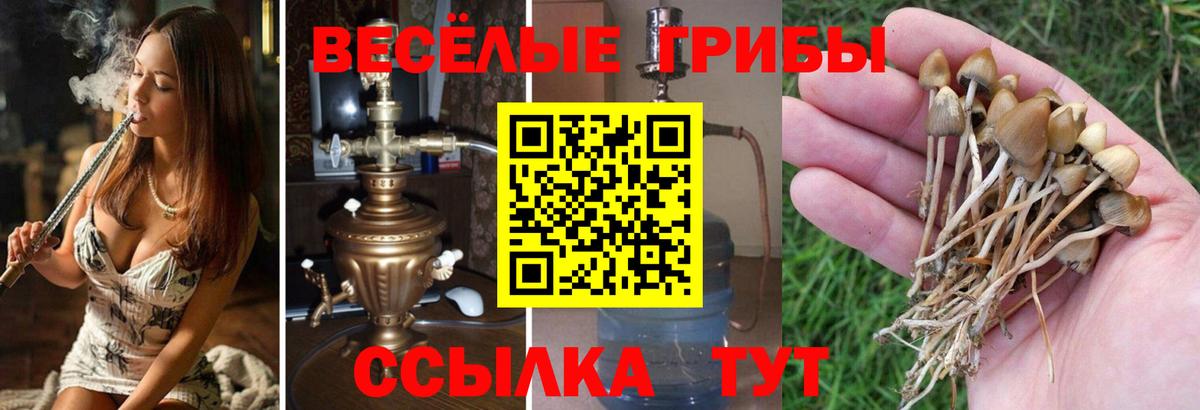 Канаш  Галлюциногенные грибы Cubensis  Вход с VPN 